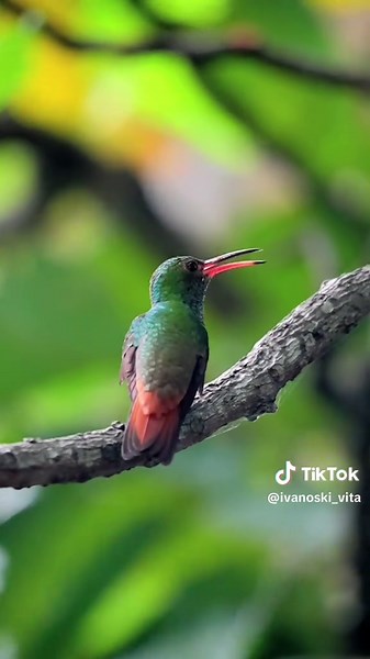 ¿Alguna vez has escuchado el canto de un colibrí? El Colibrí Colirrufo (Rufous-tailed Hummingbird, Amazilia tzacatl) es uno de los más comunes en la ciudad de Panamá, y aunque muchos piensan que solo hacen zumbidos con sus alas, también tienen un canto delicado, como si lanzaran pequeños besitos al aire. Si prestas atención, incluso en medio del bullicio urbano, cerca de una carretera o entre jardines, podrás escucharlos. Su presencia es un recordatorio de que la naturaleza resiste, vibra y cant