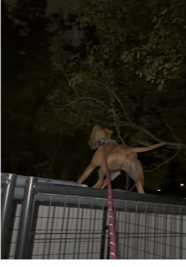 A possum ran across the fence 🤦🏻‍♀️ #dogcommunity #apbt_game_dog #americanpitbullterrier #dogsoftiktok #gamebred