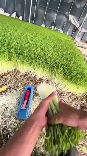 Harvesting Fresh Sprouts Using Tools For Professional Detailed Creative Agriculture Projects