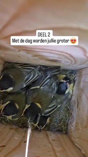 Deel 2:De jonge vogels groeien hard! 😍 Deel 1 al gezien?