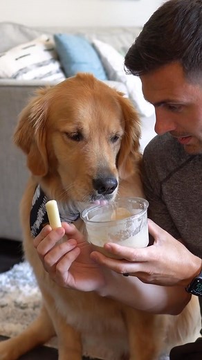 20K views · 594 reactions | Finals string cheese vs peanut butter smoothie #goldenretrieverlife #dog #thisorthat | Golden Retriever Life | Facebook