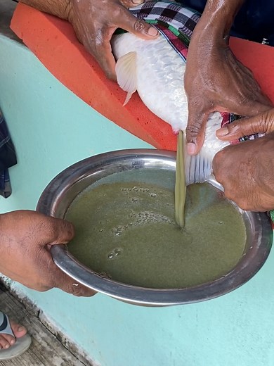 The Best Practices for Fish Egg Extraction