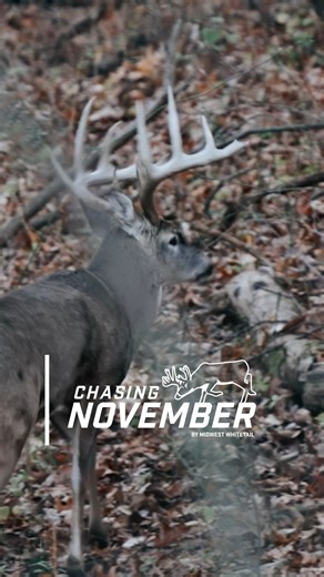 Scratching the itch for fall one 🦌 video at a time. Watch this and all of the other moments from Season 8 of Chasing November in preparation for the launch of Season 9 on August 10th. #hunting #deerhunting #bowhunting #deerseason #chasingnovember #midwestwhitetail #bigbuck #reels #wildlife #outdoors #deer #realtree #summer | Midwest Whitetail