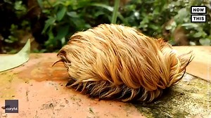 No, that’s not Trump’s toupée — it’s a giant furry caterpillar 🐛 | NowThis
