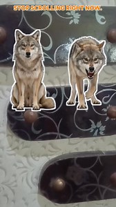 Can you solve this circle puzzle? 🧠💥 Only sharp minds get it right! Comment your answer below 👇 #BrainChallenge #PuzzleChallenge #MindBlowing #TestYourIQ #BrainTeaser #CanYouSolveThis #ViralReels #FacebookReels #USATrending #ChallengeAccepted | ReelX