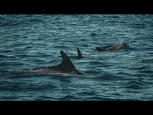 Porpoises: Nature's Whistling Navigators