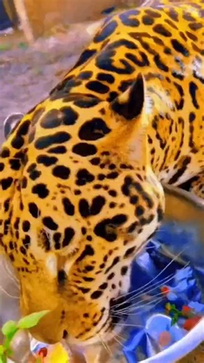 Wild Animals Eating! #reels | Erin Williams 2