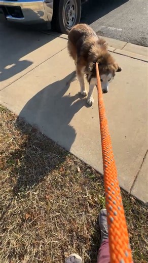 Join me at the OKC shelter! | Husky Halfway House