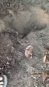 6.4K views · 59 reactions | #Viral | ¿Ya viste el video del funeral de Chimuelo?  Fue una gran mascota y se quedará en nuestros corazones para siempre #DescansaEnPazChimuelo #LoViEnTv4 | TVCUATRO | Facebook