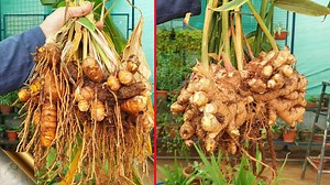 132K views · 5.3K reactions | In Today’s post, let’s look into harvesting ginger and turmeric, grown organically in containers. When to Harvest and How to harvest. | Garden Tips | Facebook