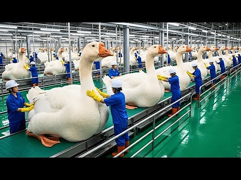何百万羽ものガチョウがフォアグラのために飼育される――ヨーロッパのガチョウ肝生産産業の内部