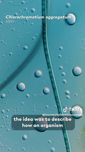 What is a Consortium? (Footage provided by @Jam's Germs ) #microcosmos #journeytothemicrocosmos #microorganism #microscope #bacteria #consortium #group #consortia