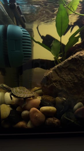 Your daily Kichi video!! 🐢💚🪨🌱 a Murray River Short Neck Turtle’s shell will grow to around 30cm in length #turtle #turtletok #aquarium #aquascape #reptile