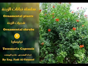 نبات ( شجيرة ) تيكوماريا Tecomaria Capensis