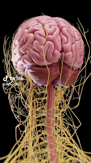 Exploring the Brain: A 3D Anatomical Animation