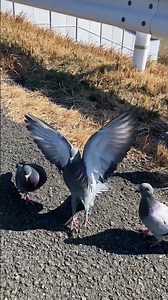 鳩に囲まれる生活（鳩は俺の子供達） #shorts #チャンネル登録お願いします #はと