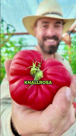 Rare Tomato Varieties - From Ancient Tomatoes to Mexican Honey Tomatoes