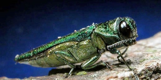 One of the worst invasive species in a lifetime infesting S.C.