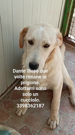 1.5K views · 73 reactions | Caro Dante mi dispiace un altra grande...