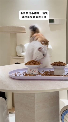 The Enigma Cat: A Mysterious and Mischievous Adventure