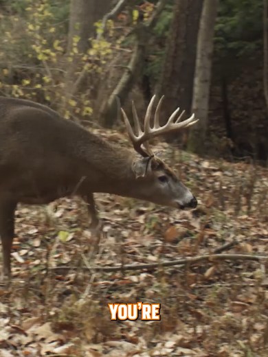 Scouting Tips: How to Find Deer in the Wild