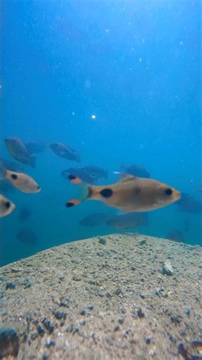 The development of young fish fry growing in a well #fish #update