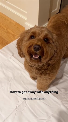 INDY THE COCKAPOO on Instagram: "Smile with lower teeth, head tilt + puppy dog eyes😉Power moves🐾 Follow for more pro tips! Full tutorial ⬇️ #cockapoo #doodles #dogsmile #puppydogeyes #headtilt #dogmomlife #spoodle #protip"
