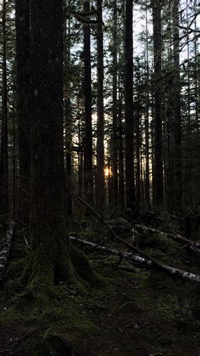 with the trees | dancing trees