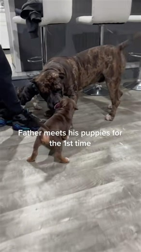 😍 Father meet his puppies for the 1st time and is not impressed 😂 #burrnationk9s Django #puppies