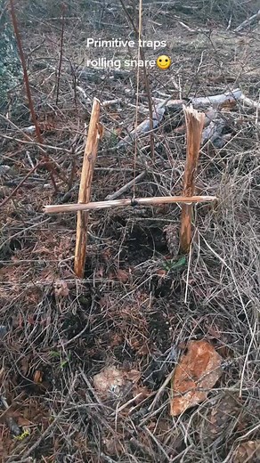 Carley Schwoerer on TikTok