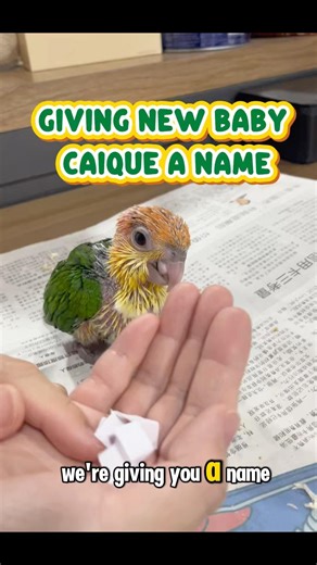 Giving New Baby Caique a Name | 给新凯克宝宝一个名字