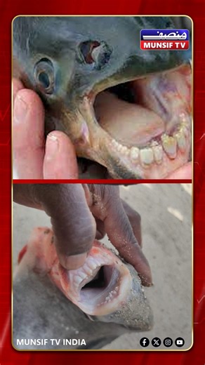 Munsif TV India on Instagram: ""Human-Toothed" Fish Found in Godavari River Backwaters in Nirmal, Telangana A fisherman in Telangana's Nirmal district was left stunned after catching a rare and strange-looking fish with teeth resembling those of a human. The unusual discovery in the Godavari river backwaters has drawn a crowd of curious onlookers. Local residents say they have never seen such a fish before, with some calling it a "miracle" or a "wonder of nature." According to scientists, this f