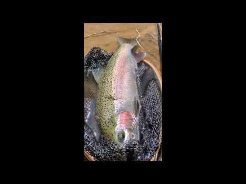 Fly Fishing Sapporo Streams: Catching Big Rainbow Trout in a Crystal Clear Mountain Stream