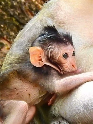 #Really exploring video#Cutest Babies Monkey 168