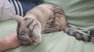 42K views · 1.1K reactions | A cat's purring is a gentle and rhythmic sound that emanates deep within their chest, often signaling contentment, relaxation, or healing. The soothing vibrations of a cat's purr can create a sense of calm and comfort for the cat itself and those around it. | Rumble | Facebook