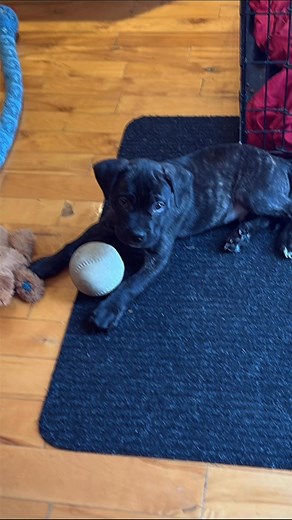 Yves St-Jacques on Reels