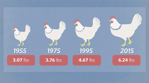 Bigger Chickens Bring a Tough New Problem: ‘Woody Breast’