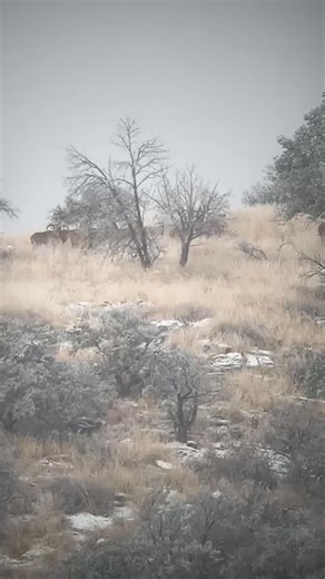 H.E.Sproul Ranch on Instagram: "West Texas Aoudad Sheep Come Hunt H.E. Sproul Ranch 678 yards wow snow and cold weather in the Davis Mountains got to love it !! #royhurley #sproulranch #hunthesproulranch #kuiu #kuiunation kuiu_official ranchlife KeepRanchin foryoupage outdoorsmans aoudad aoudadhunting westtexasaoudad skyoutdoors goviral swarovski"