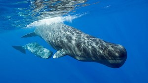 Sperm whales learned to avoid whaling ships -- and warned other whales