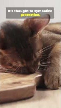 5 Cat Behaviors That Quietly Bring You Luck