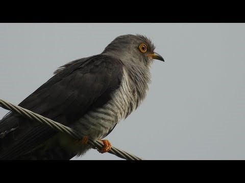 Call of A Common Cuckoo | Cuculus canorus | Shakambhari Conservation Reserve | tissy