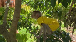 30 reactions · 11 shares | Zim tried the Passion Flower fruit while gardening with her mother - Zim Family | Zim Family | Facebook
