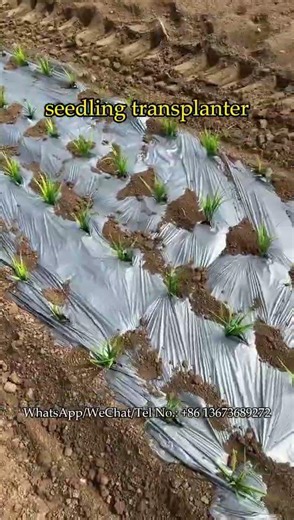 Tractor-mounted transplanter for 4 rows #transplanter