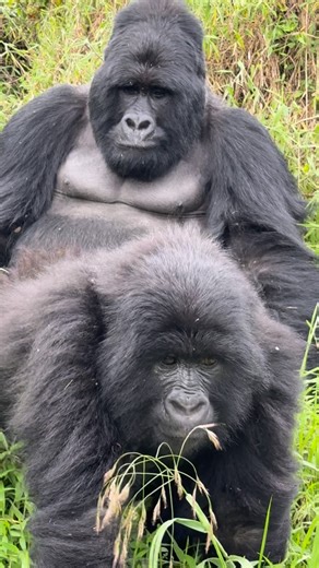 THE GORILLA AMBASSODAR on Instagram: "Face to face with the mountain gorillas Some experiences can’t be explained — they must be felt. Face to face with mountain gorillas in Uganda 🦍🇺🇬 #Silverback #MountainGorillas #GorillaTrekking #UgandaSafari #Gorillas"