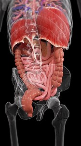 🌀 Explore Colon and Intestine Peristalsis from a New Angle 🌀 Witness the amazing process of peristalsis, the wave-like muscle contractions that move food through the colon and intestines. Our unique posterior view animation provides a deeper understanding of how your digestive system works to ensure nutrients are absorbed and waste is expelled efficiently. Perfect for those interested in gastroenterology or anyone curious about body mechanics. #DigestiveHealth #Peristalsis #HumanAnatomy #ScieP