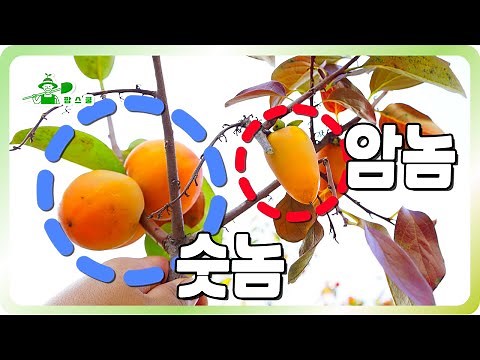 A persimmon variety that produces both male and female fruits on a single tree | A persimmon vari...