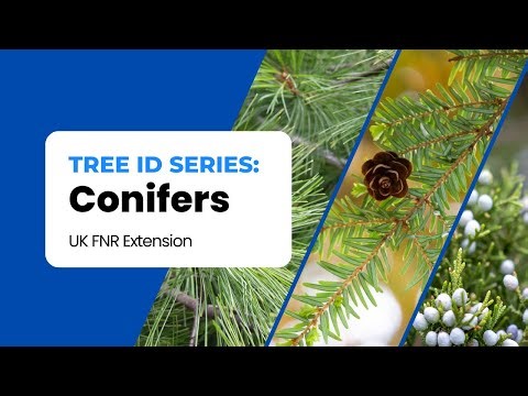 Identifying Kentucky's Native Conifers