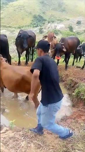 Brahman Cow Kicks Man into Muddy Pond During Mount Attempt