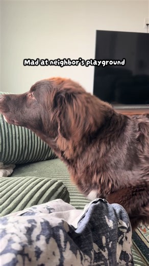 Why didn’t they ask me first? I feel now I cannot fully patrol the neighborhood and my view is obscured. I kept barking today for 2 hours to show my disagreement. Mom had a headache but I didn’t care #dog #puppy #newfoundlanddog #newfoundland #newfie