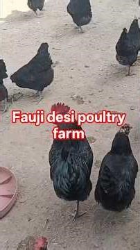 black austerlop murgi vedio number 100